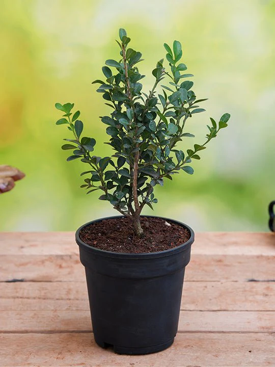 Buxus Microphylla Japonica - Plant - Image 2