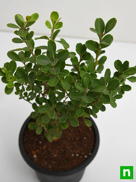 Buxus Microphylla Japonica - Plant - Image 5