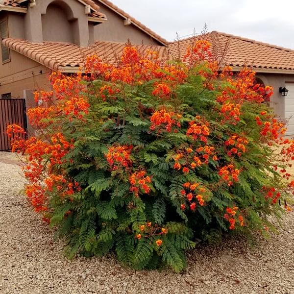 Caesalpinia Pulcherrima, Peacock Flower, Red Bird of Paradise - 0.5 kg Seeds - Image 2