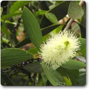 Cajeput - Plant