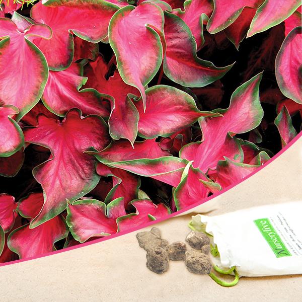Caladium (Dark Red, Wine Color, Green Lime) - Bulbs (set of 10)
