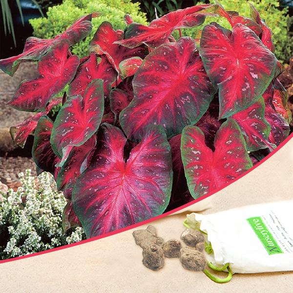 Caladium (Red, Wine Color, Green) - Bulbs (set of 5)