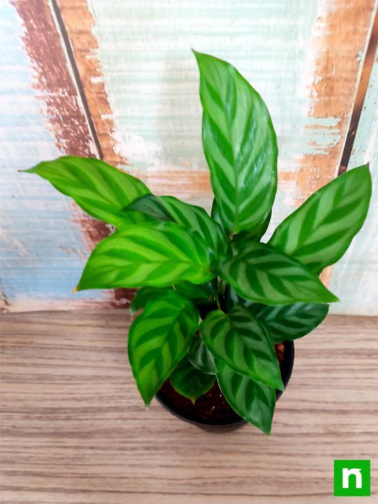 Calathea concinna freddie, Calathea concinna - Plant - Image 3