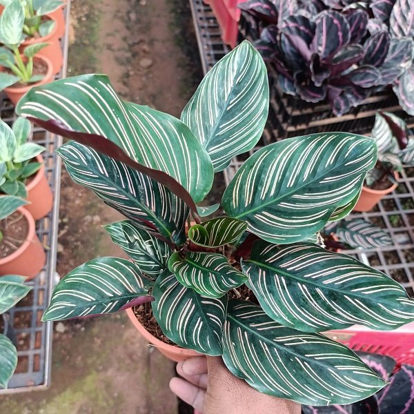 Calathea ornata pinstripe, Calathea ornata (Pink stripes) - Plant - Image 2