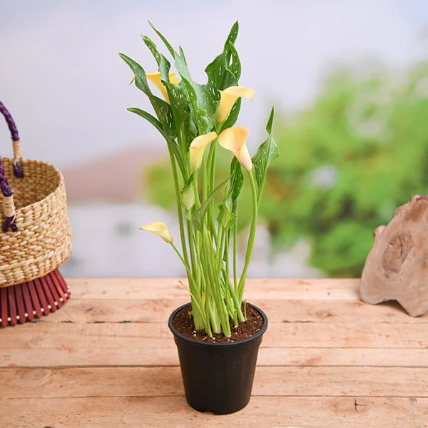 Calla Lily (Any Color) - Plant
