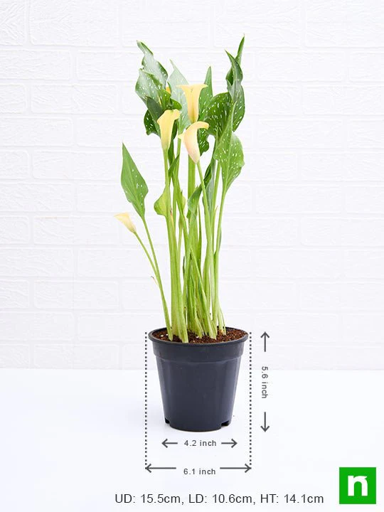 Calla Lily (Any Color) - Plant - Image 3