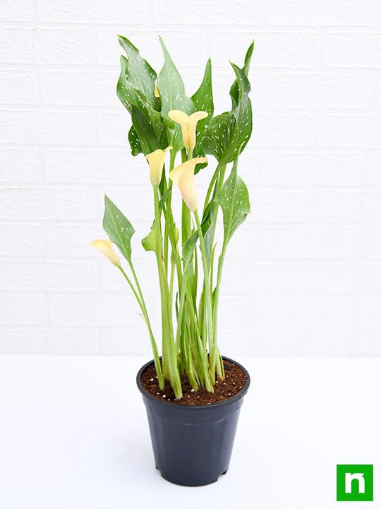 Calla Lily (Any Color) - Plant - Image 4