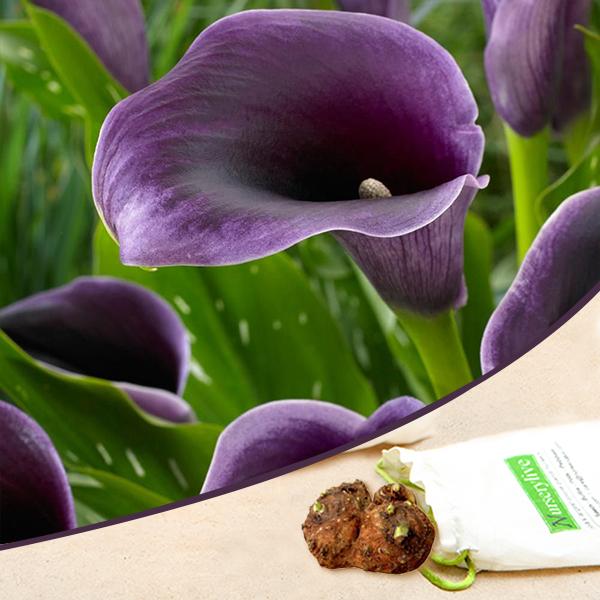 Calla Lily (Lavender) - Bulbs (set of 5)