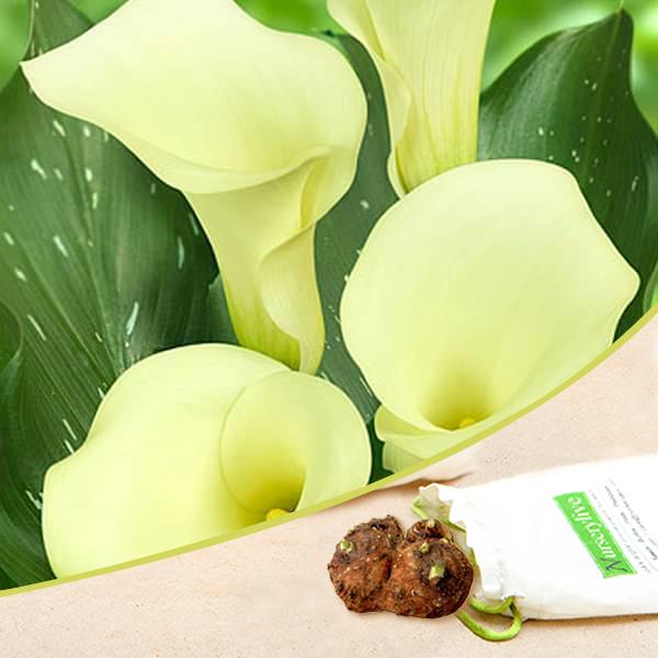 Calla Lily (Light Yellow) - Bulbs (set of 5)