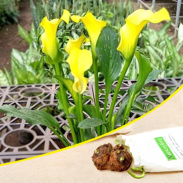 Calla Lily (Mix) - Bulbs (set of 5)