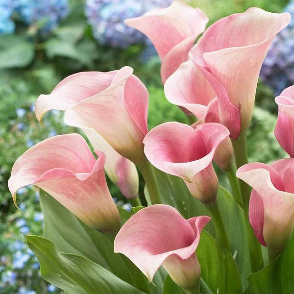 Calla Lily (Pink) - Bulbs