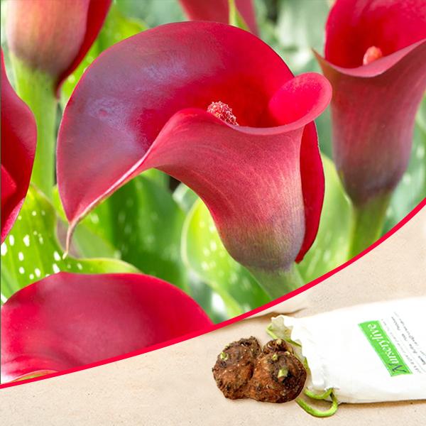 Calla Lily (Red) - Bulbs
