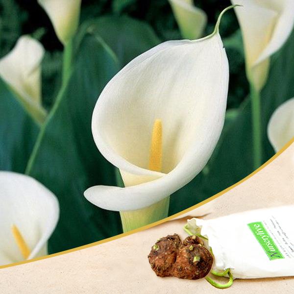Calla Lily (White) - Bulbs