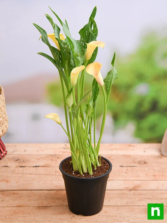 Calla Lily (Yellow) - Plant - Image 2