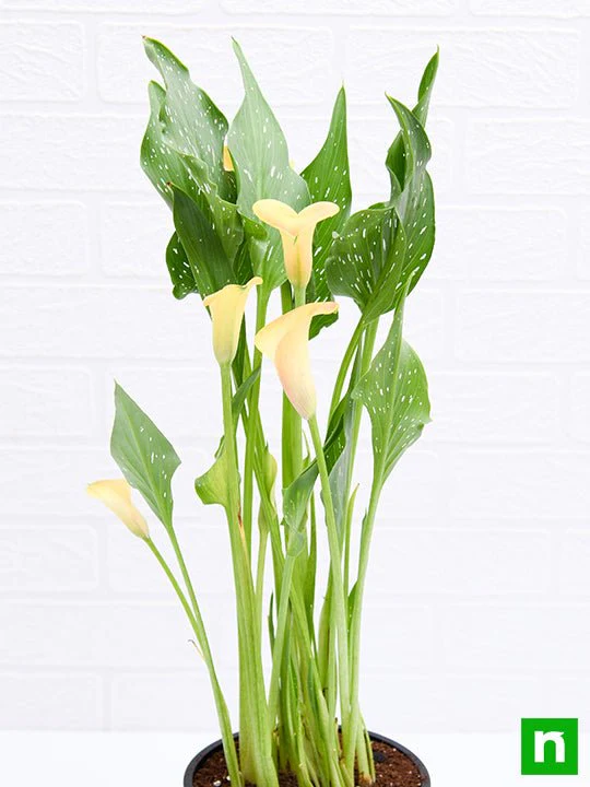 Calla Lily (Yellow) - Plant - Image 5