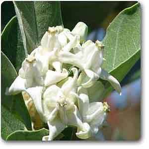 Calotropis gigantea - Plant