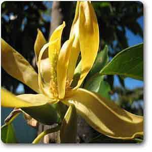 Cananga - Plant