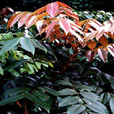 Canarium Strictum, Dammar - Plant