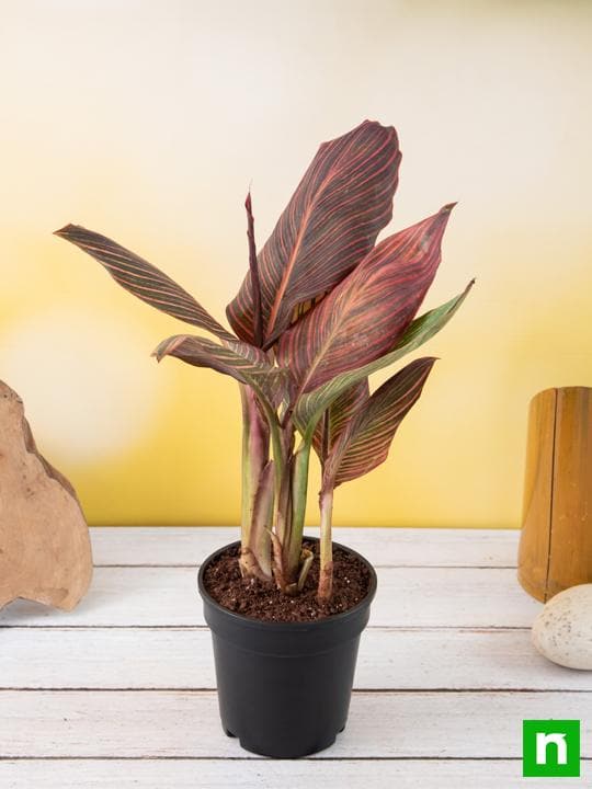 Canna (Orange Flower with Variegated Red Leaves ) - Plant - Image 2