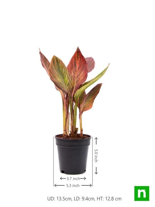 Canna (Orange Flower with Variegated Red Leaves ) - Plant - Image 3