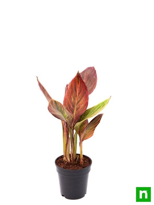 Canna (Orange Flower with Variegated Red Leaves ) - Plant - Image 4