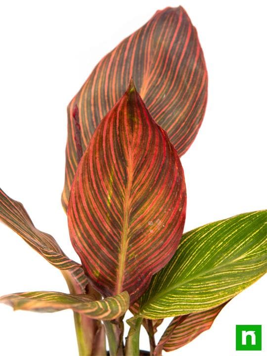 Canna (Orange Flower with Variegated Red Leaves ) - Plant - Image 5