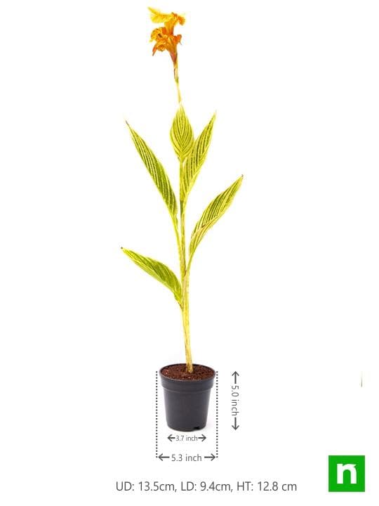 Canna (Orange Flower with Variegated Yellow Leaves ) - Plant - Image 3