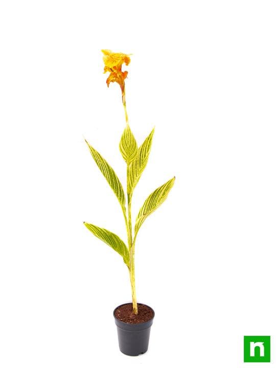 Canna (Orange Flower with Variegated Yellow Leaves ) - Plant - Image 4