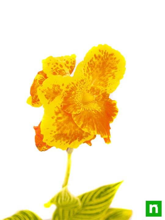 Canna (Orange Flower with Variegated Yellow Leaves ) - Plant - Image 5