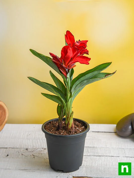 Canna (Red Flower with Green Leaves) - Plant - Image 2