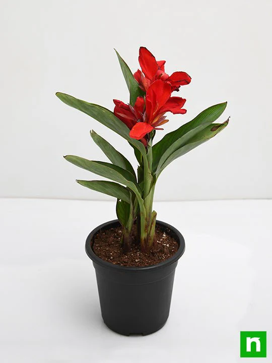 Canna (Red Flower with Green Leaves) - Plant - Image 4