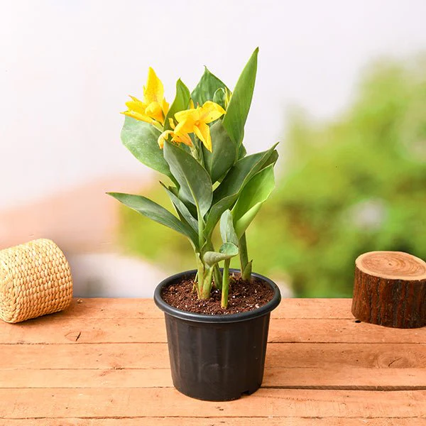 Canna (Yellow Flower with Green Leaves) - Plant