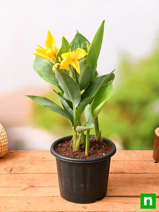 Canna (Yellow Flower with Green Leaves) - Plant - Image 2