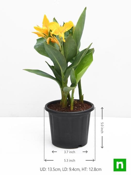 Canna (Yellow Flower with Green Leaves) - Plant - Image 3
