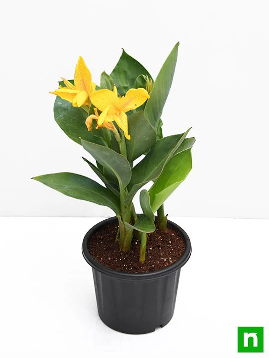 Canna (Yellow Flower with Green Leaves) - Plant - Image 4
