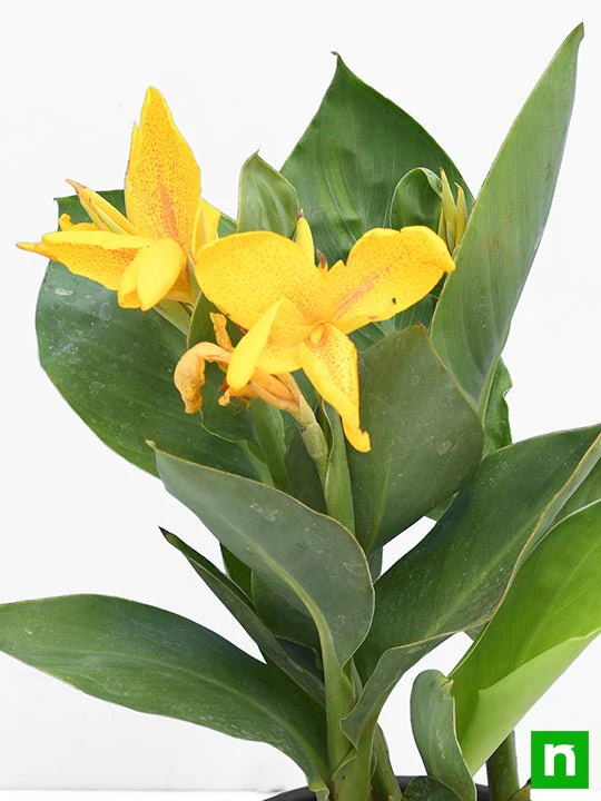 Canna (Yellow Flower with Green Leaves) - Plant - Image 5