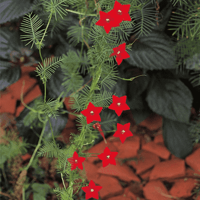 Cypress Vine, Star Ipomoea, Ganesh Vel - Plant