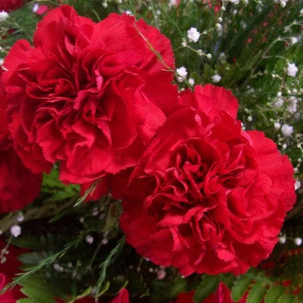 Carnation (Red) - Plant - Image 2
