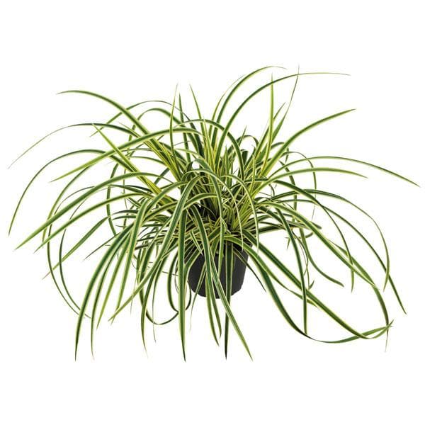 Japanese sedge, Carex Morrowii Variegata - Plant