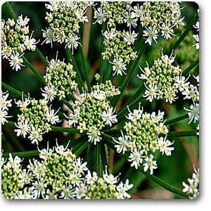 Carum carvi - Plant