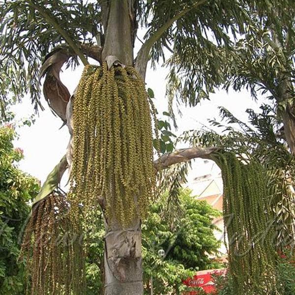 Caryota Urens, Fish Tail Palm - 0.5 kg Seeds - Image 2