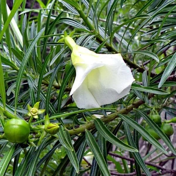 Cascabela Thevetia, Bitti (White) - Plant