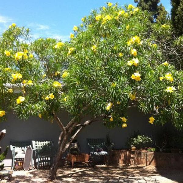 Cascabela Thevetia, Yellow Oleander, Bitti (Yellow) - 0.5 kg Seeds - Image 2