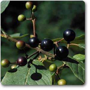 Cascara buckthorn - Plant