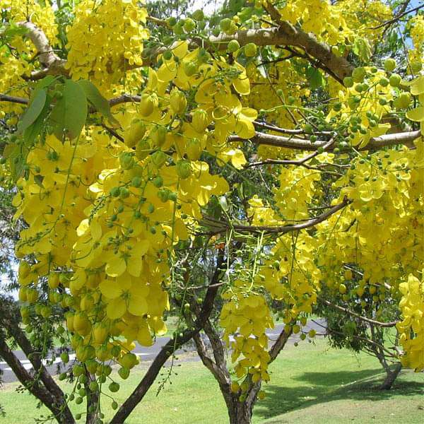 Cassia Fistula, Golden Shower Tree - 0.5 kg Seeds