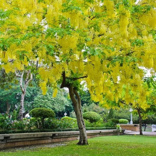 Cassia Fistula, Golden Shower Tree - 0.5 kg Seeds - Image 2