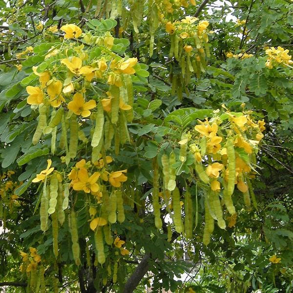 Cassia Glauca - 0.5 kg Seeds - Image 2