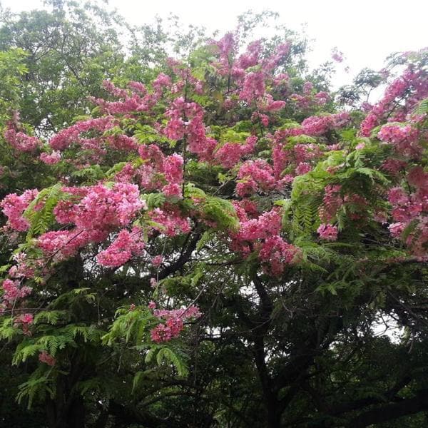 Cassia javanica, Javanica - 0.5 kg Seeds - Image 2