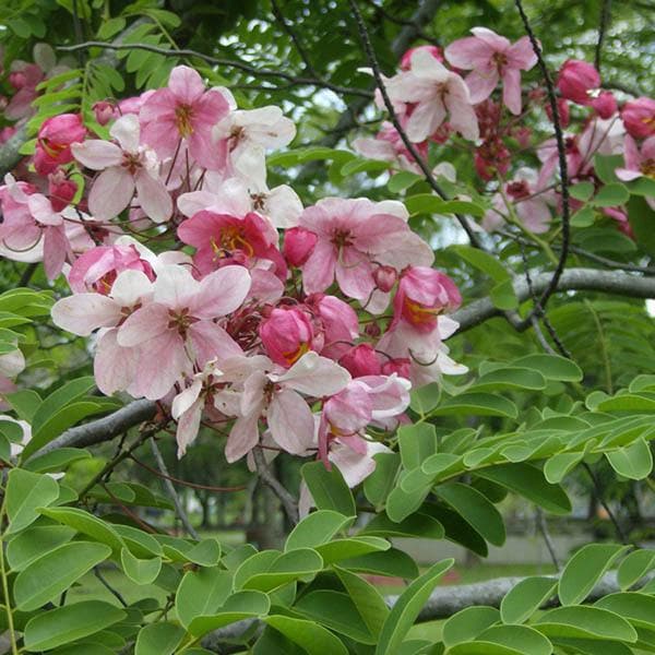 Cassia javanica, Javanica - 0.5 kg Seeds - Image 3