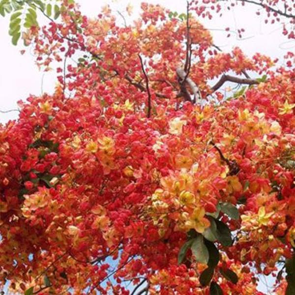 Cassia Marginata, Rose Shower - 0.5 kg Seeds - Image 2